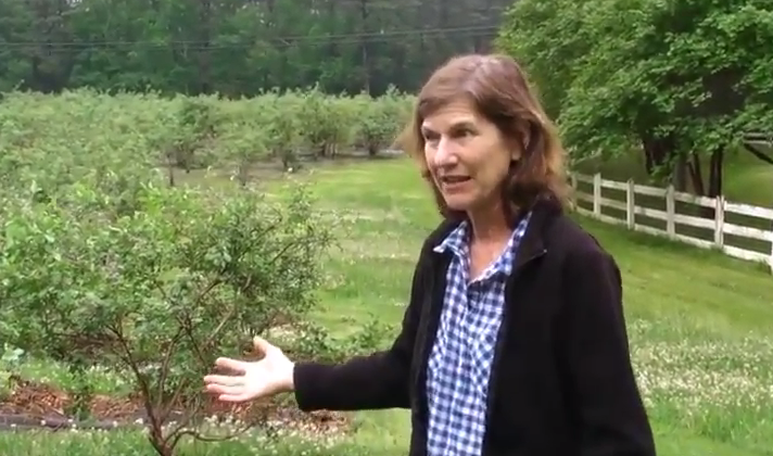 Interview with Herndon Hills Farm: Weed Control on Pick-Your-Own Blueberry Crops